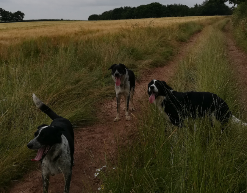 Overview Black Dog Walks EXETER DOG WALKING