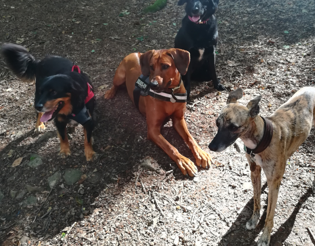 Overview Black Dog Walks EXETER DOG WALKING